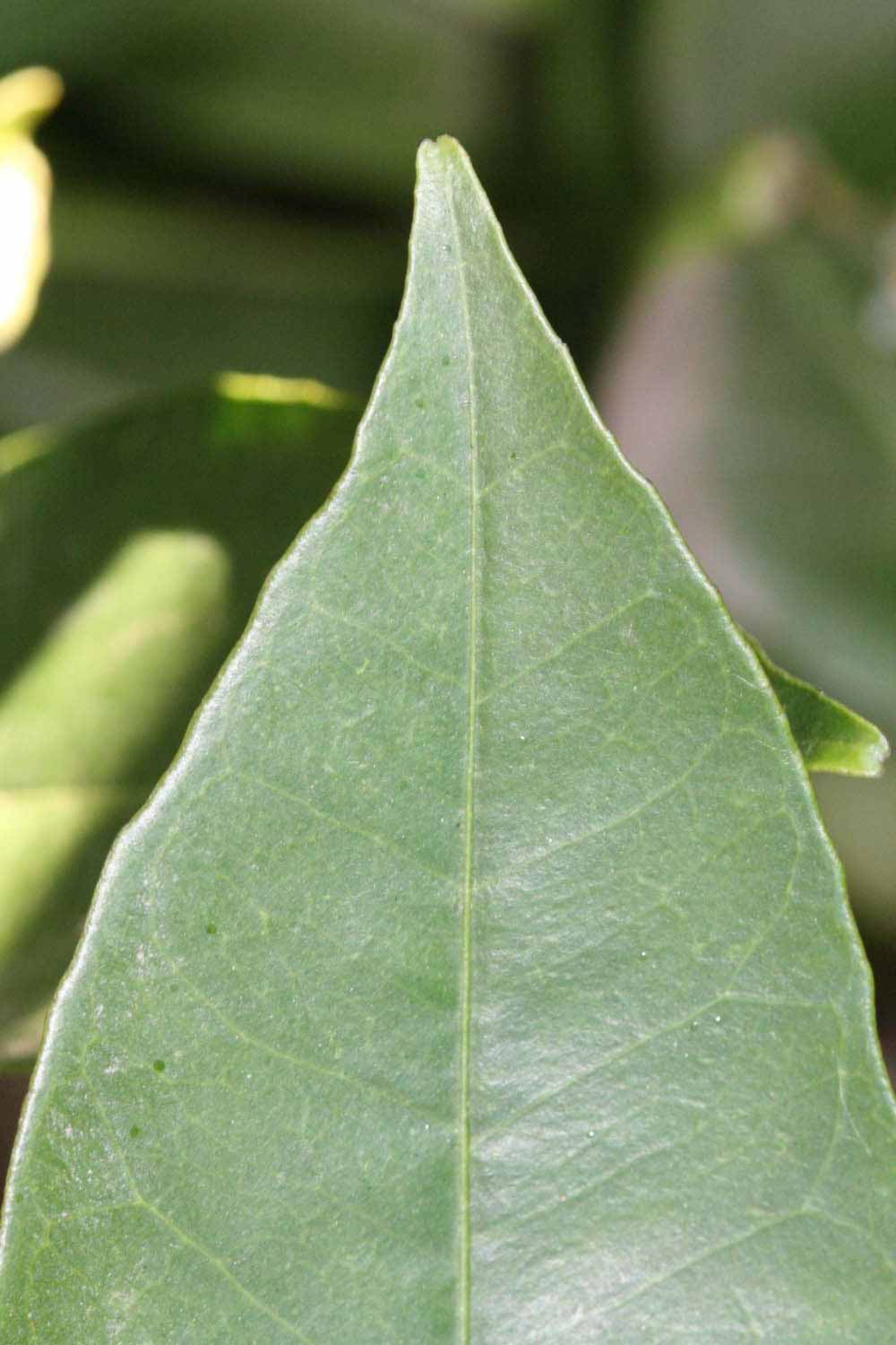              Margin (Riverside, CA)       